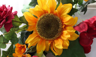 All You Need to Know About Sunflowers - The Happiest Flower on Earth